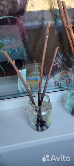 Черенки винограда