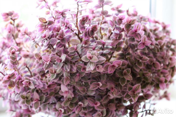 Традесканция, каллизия пурпурная