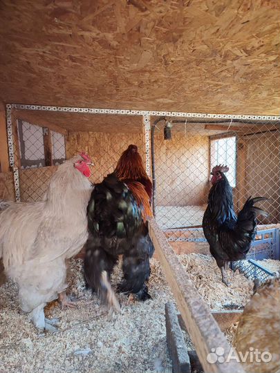 Петушки Маран, ухейулюй, брама, нидерхайнер