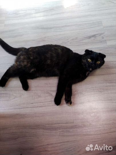 Кошка в дар