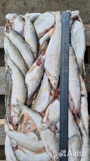 Ряпушка мороженая, брикетированная 18+