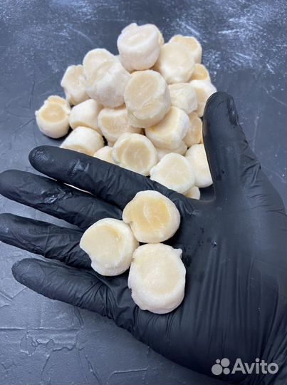 Морской гребешок (Курильский)