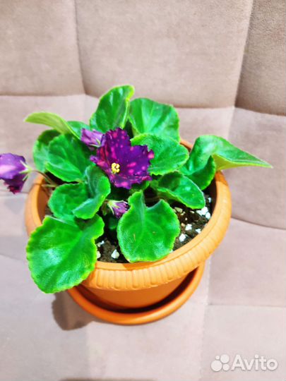 Фиалка в горшках