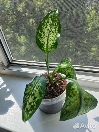 Дифинбахия