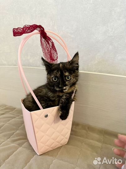 Котёнок Черепашка девочка, в добрые руки