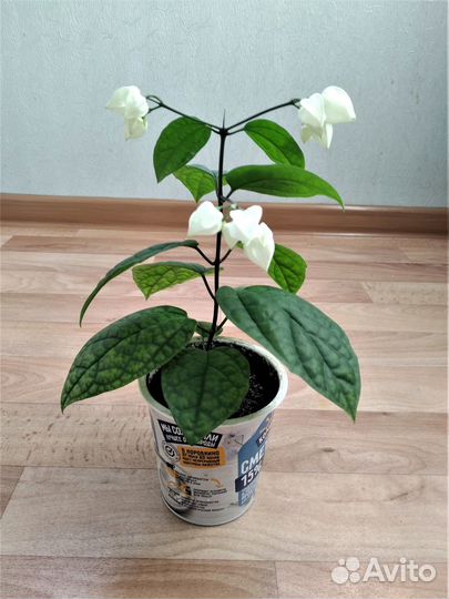 Клеродендрум