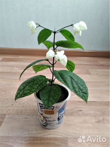 Клеродендрум