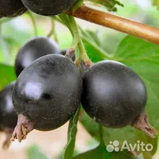 Крыжовник Африканец