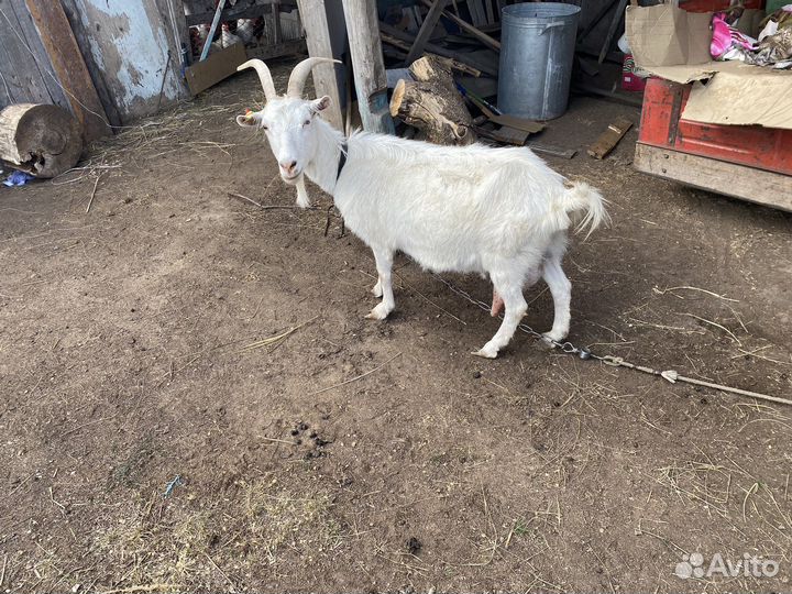 Коза и козел