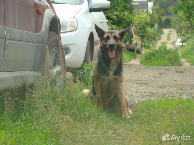 Отдам в добрые руки