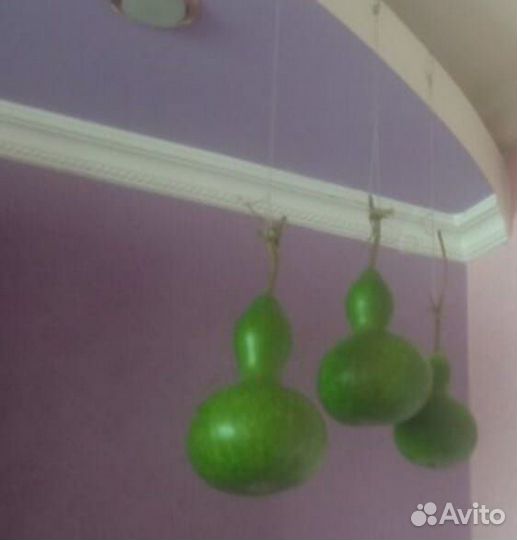 Лагинария Бутылочная (Тыква Бутылочная )