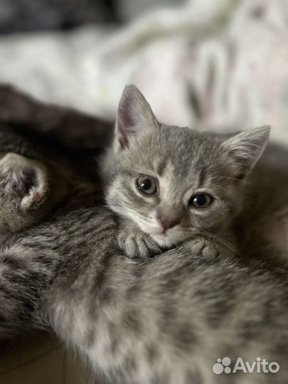 Кошечка в добрые руки