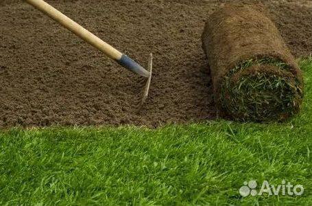 Газон рулонный