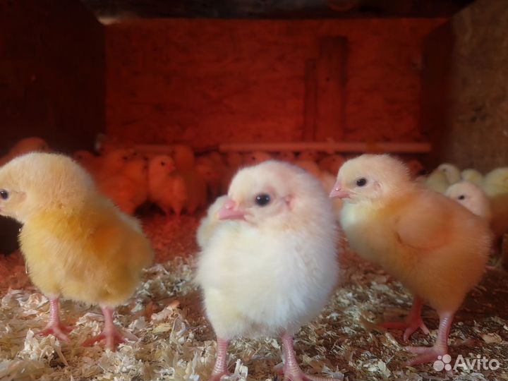 Цыплята бройлера Росс 308 Венгрия