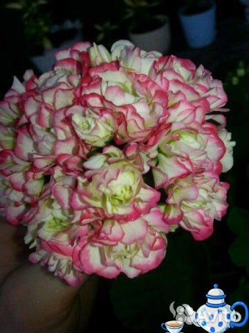 Герани/пеларгонии розебудные (розочками)