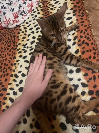 Бенгальский кот. 9 месяцев