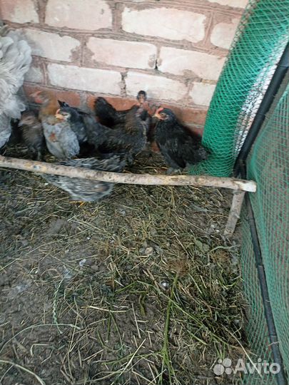 Петушки 3 месяца