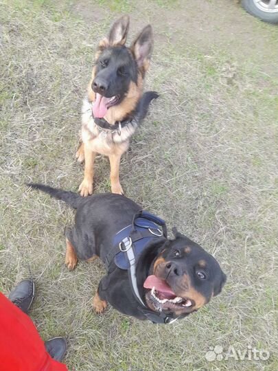 Дрессировка собак (кинолог), передержка животных