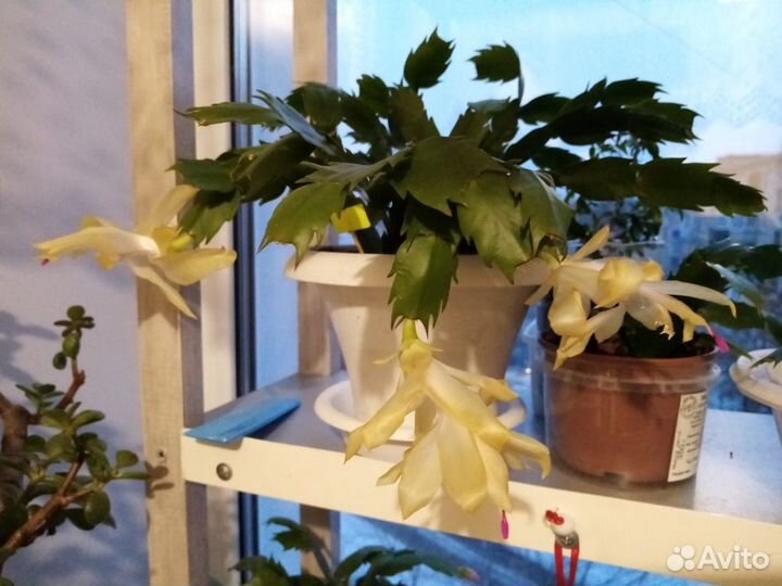 Декабристы всех цветов