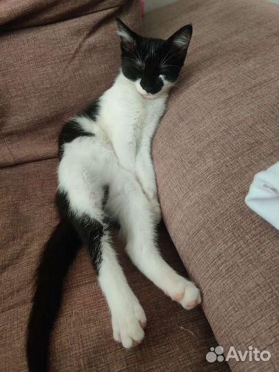 Отдам котенка в добрые руки