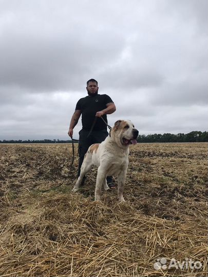 Щенки алабая