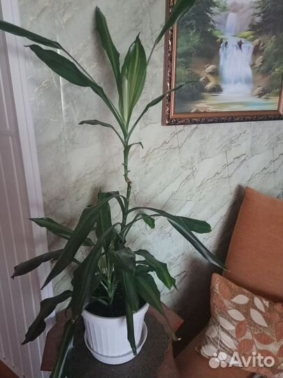 Кротоны,монстера