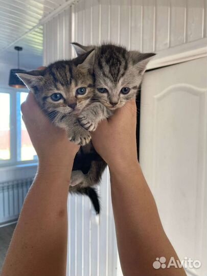 Котята