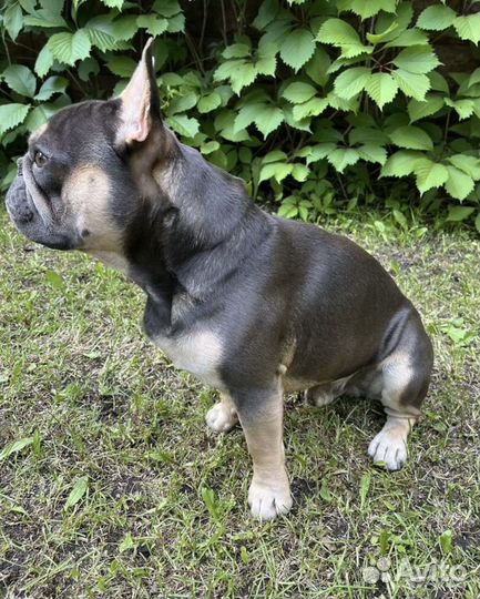 Вязка кабель Француский бульдог