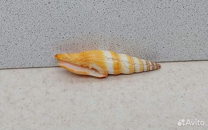 Митра Аллая 7,3 морская ракушка раковина