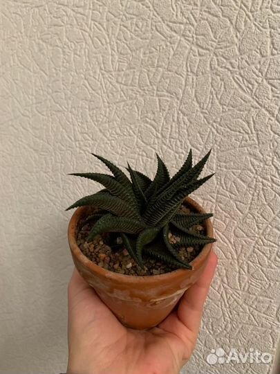 Хавортии разные