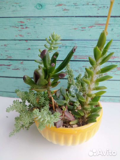 Флорариум из суккулентов