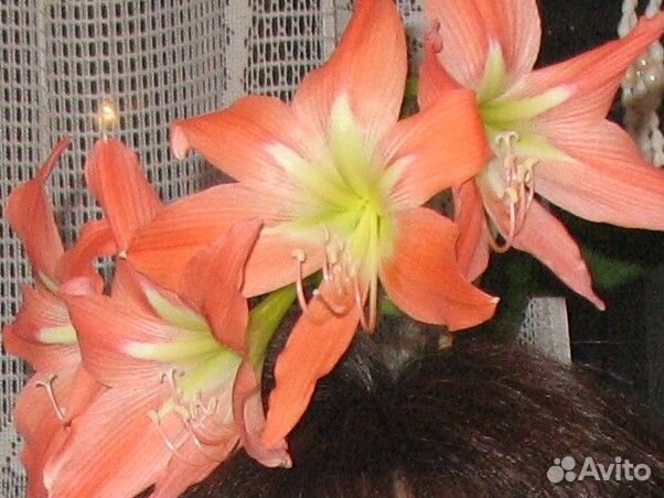 Гиппеаструм