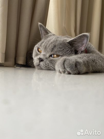 Британский кот для вязки