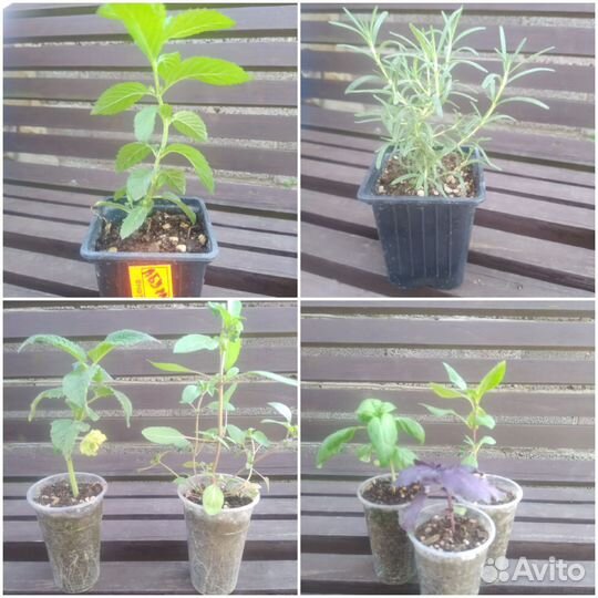 Рассада ароматных трав