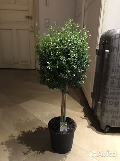 Мирт, миртовое дерево