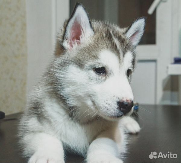 Собака для вязки