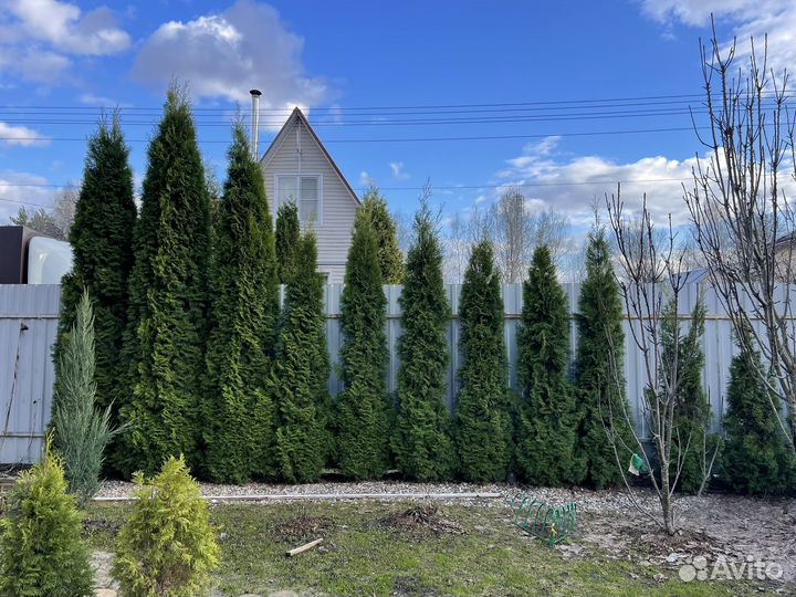 Туя смарагд