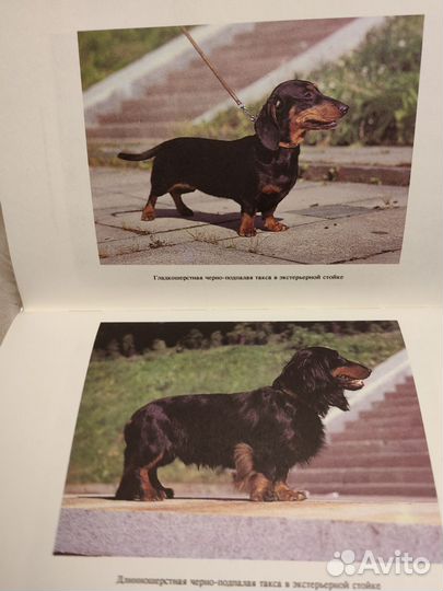 Книга Таксы. Автор известный заводчик этой породы
