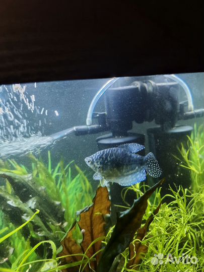 Гурами мраморный