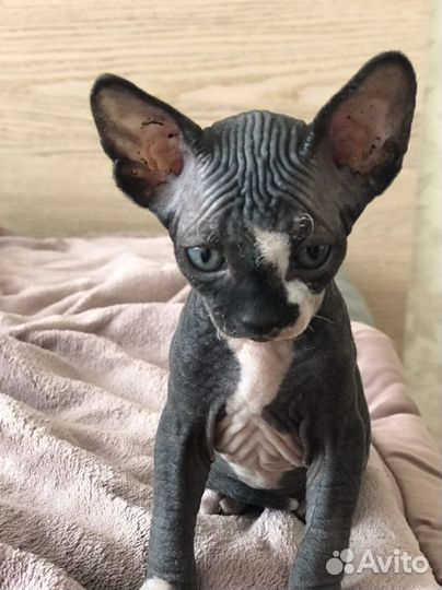 Котята сфинкс
