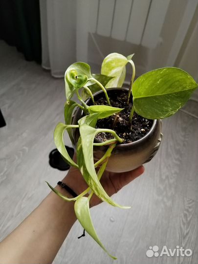 Фикус и сциндапсус в керамических горшках