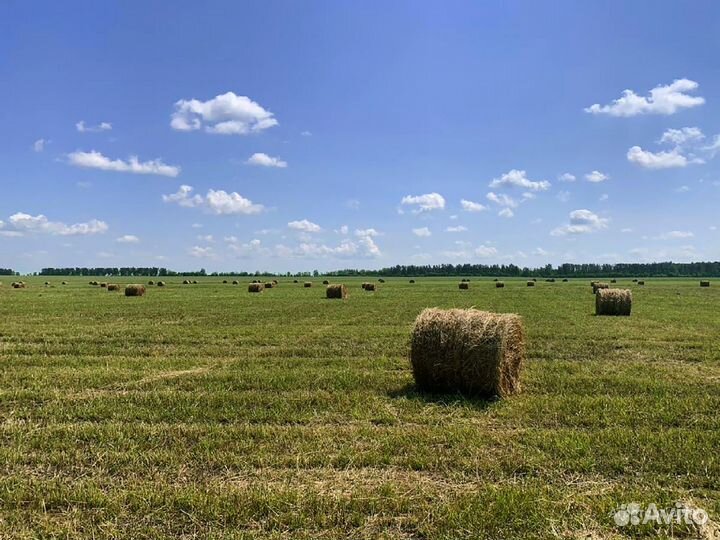 Продаю сено