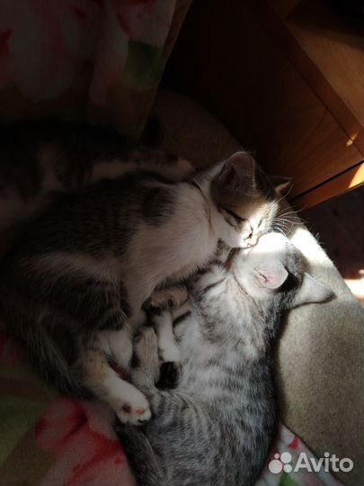 Котята в добрые руки