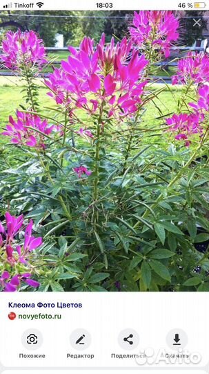 Семена цветов однолетники