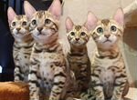 Бенгальские котята из питомника