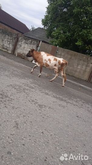 Коровы дойные