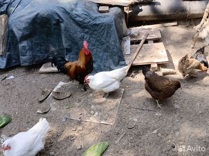 Петух 10 мес маран