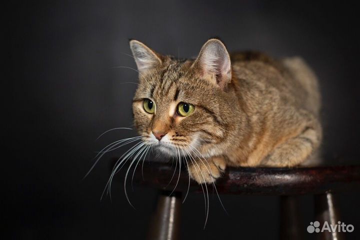 Ласковая кошечка в добрые руки