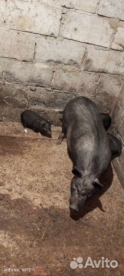 Вьетнамские вислобрюхие поросята