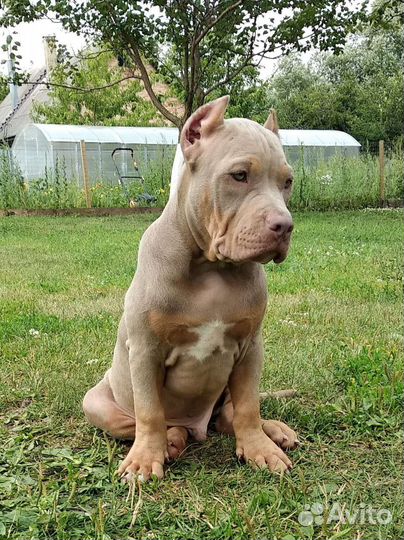 Американский булли classic